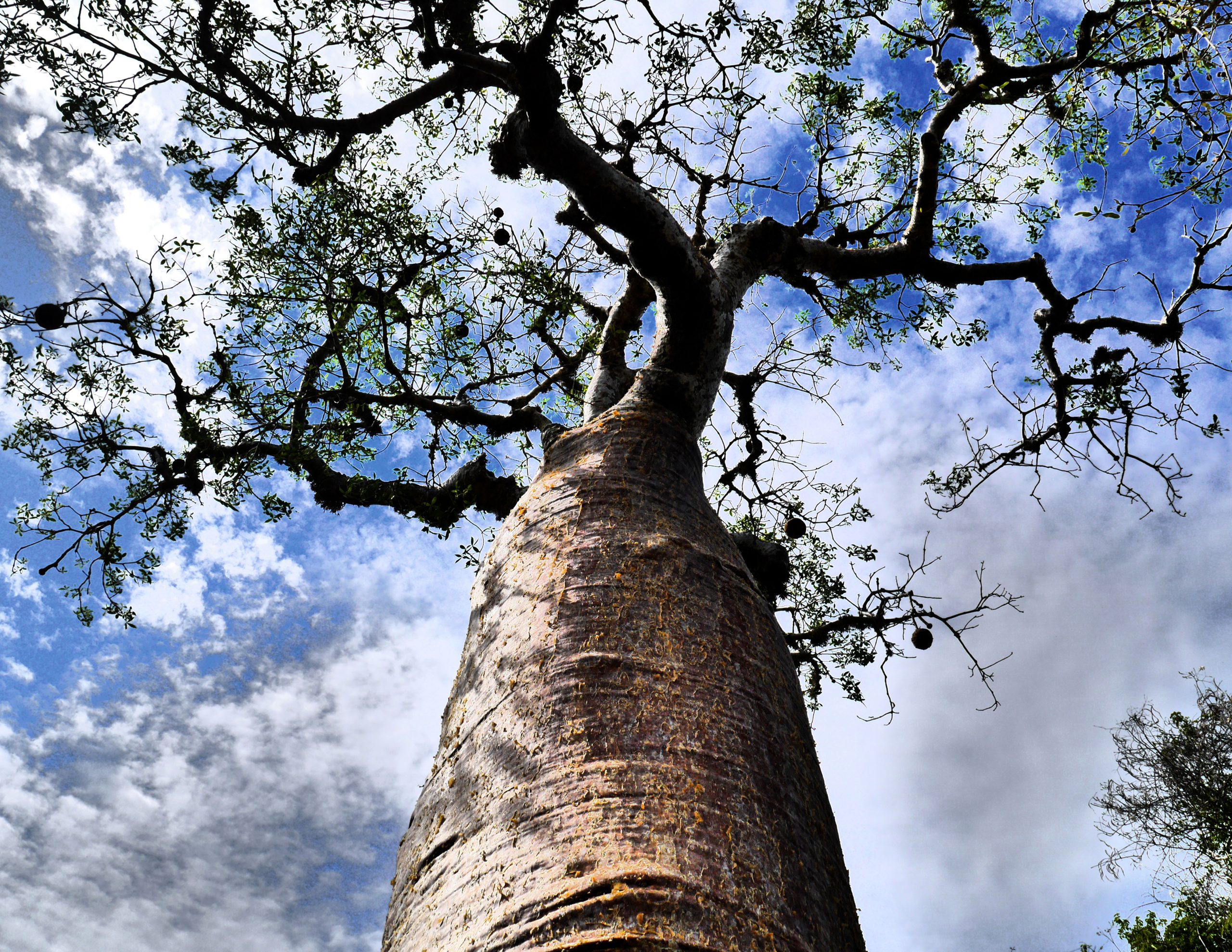 Madagascar20tree_0-1.jpg